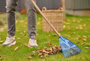 person removing leaves from lawn